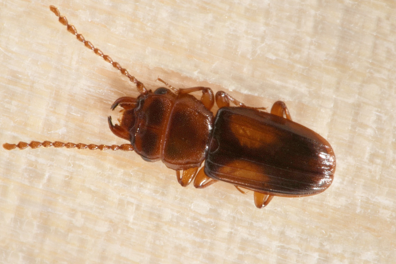 Laemophloeidae:  Laemophloeus monilis? S.